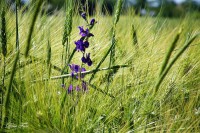 /album/nature/a1528550-640964862667729-5325703046668091403-n-jpg/