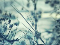 /album/nature/a10540879-640963829334499-6055463626930472227-n-jpg/