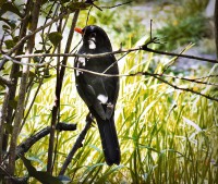 /album/nature/dscf1032-jpg/