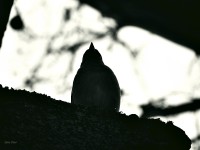 /album/nature/dscf1047-jpg/