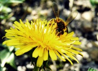 /album/nature/dscf1061-jpg/