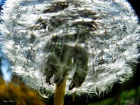 /album/nature/dscf1085-jpg/