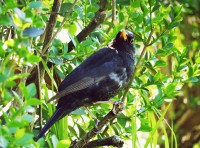 /album/nature/ghg-jpg/