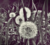 /album/a-termeszet-kincsei/dscf1011-jpg/