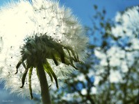 /album/a-termeszet-kincsei/dscf1017-jpg/