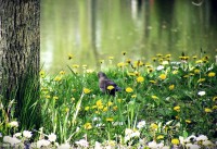 /album/a-termeszet-kincsei/dscf1025-jpg/