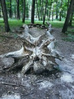 /album/a-termeszet-kincsei/a1209050-466955036735380-2119237621-n-jpg/