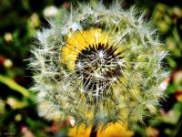 /album/a-termeszet-kincsei/dscf1116-jpg1/