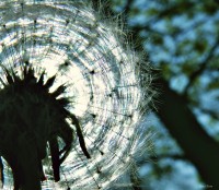 /album/a-termeszet-kincsei/dscf1113-jpg1/