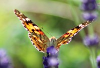 /album/a-termeszet-kincsei/elkoie-jpg/