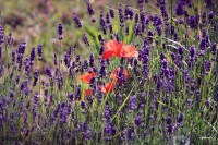 /album/a-termeszet-kincsei/img-3335-jpg/