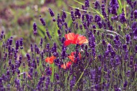 /album/a-termeszet-kincsei/img-3336-jpg/