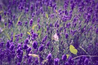 /album/a-termeszet-kincsei/img-3340-jpg/