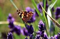 /album/a-termeszet-kincsei/img-3346-jpg/