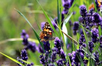 /album/a-termeszet-kincsei/img-3347-jpg/