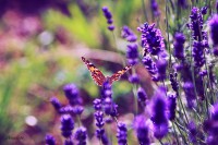 /album/a-termeszet-kincsei/img-3349-jpg/