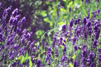 /album/a-termeszet-kincsei/lko-jpg/