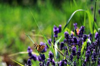 /album/a-termeszet-kincsei/kjhi-jpg/