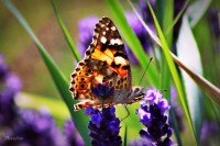 /album/a-termeszet-kincsei/lkhuh-jpg/