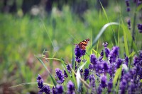 /album/a-termeszet-kincsei/lku-jpg/