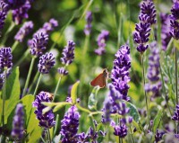 /album/a-termeszet-kincsei/njh-jpg/