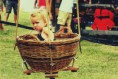 /album/eletkepek/a39454245-1751372651626939-7885941649199595520-o-jpg/